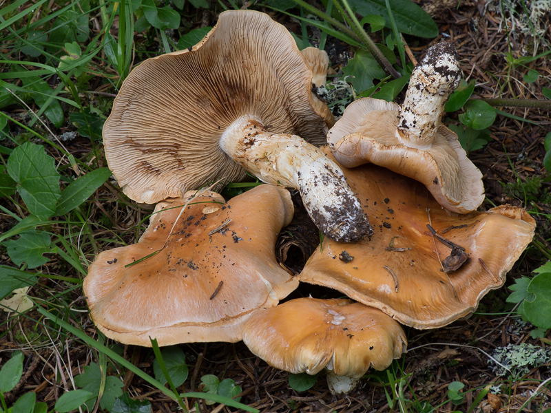 Cortinarius claricolor